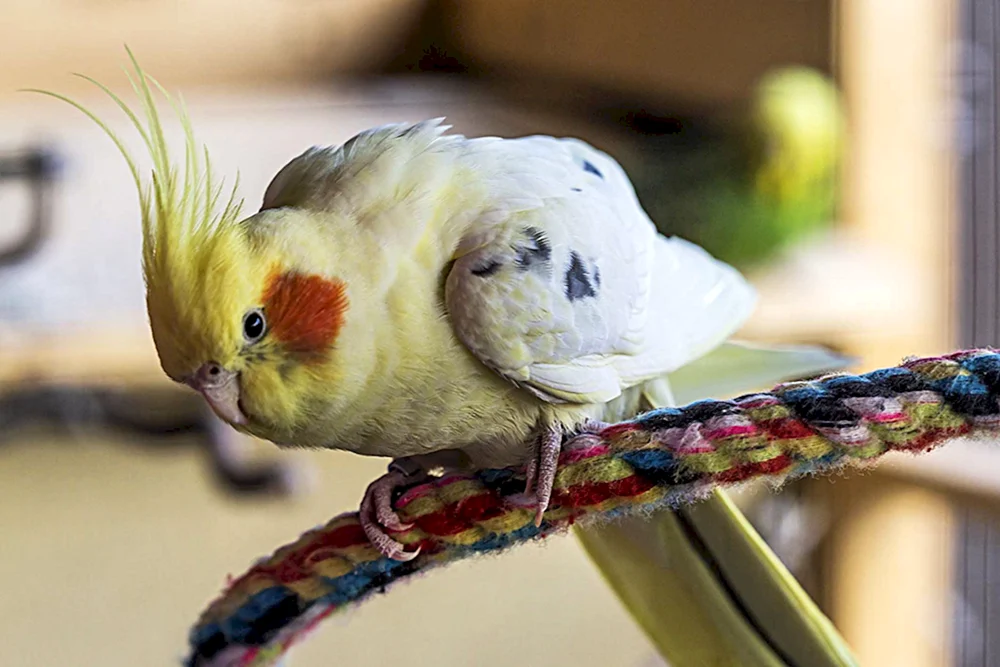 Corella-Papagei