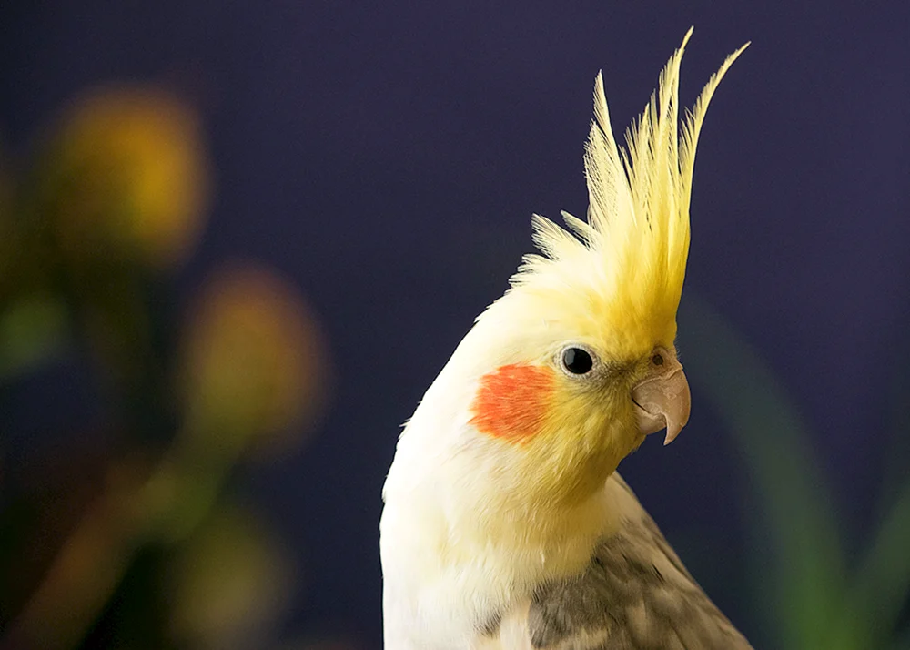 Corella-Papagei