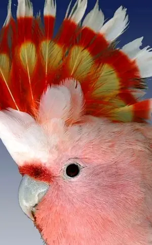 Corella Kakadu Kakadupapagei Kakadupapagei Kakadupapagei Kakadupapagei Kakadupapagei Kakadupapagei lutino Kakadupapagei Kakadupapagei Kakadupapagei weiß Gelbhaubenkakadu