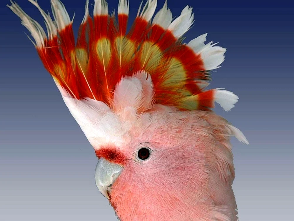 Corella Kakadu Kakadupapagei Kakadupapagei Kakadupapagei Kakadupapagei Kakadupapagei Kakadupapagei lutino Kakadupapagei Kakadupapagei Kakadupapagei weiß Gelbhaubenkakadu