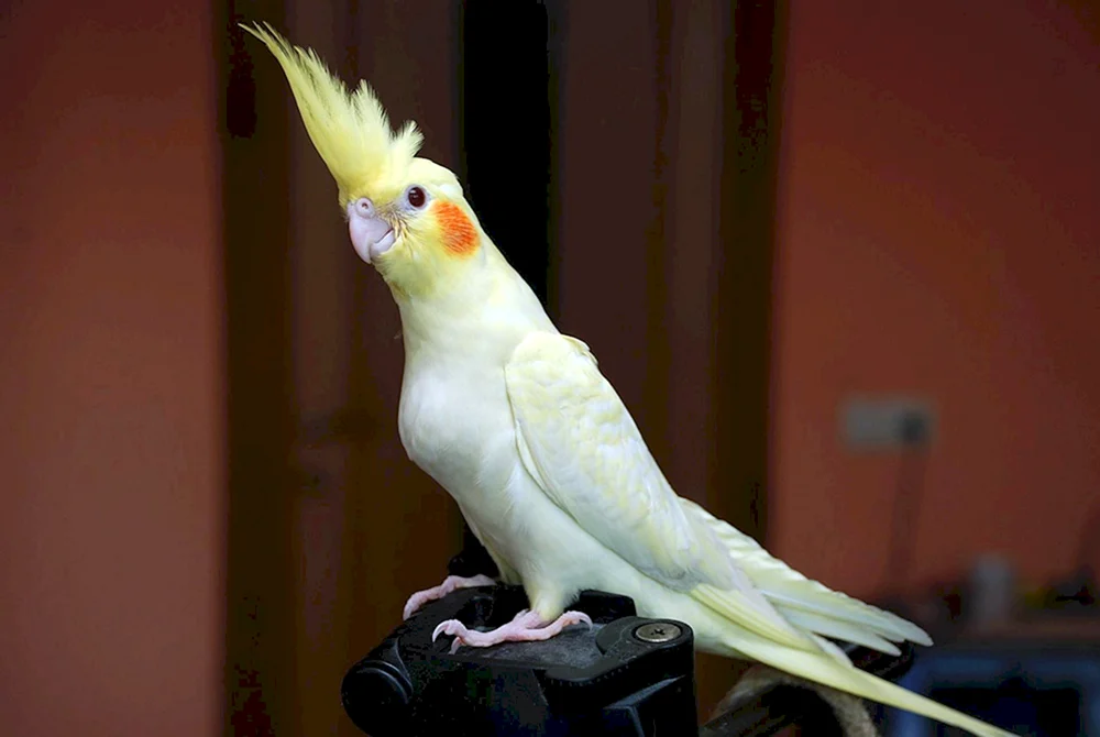 Corella lutino