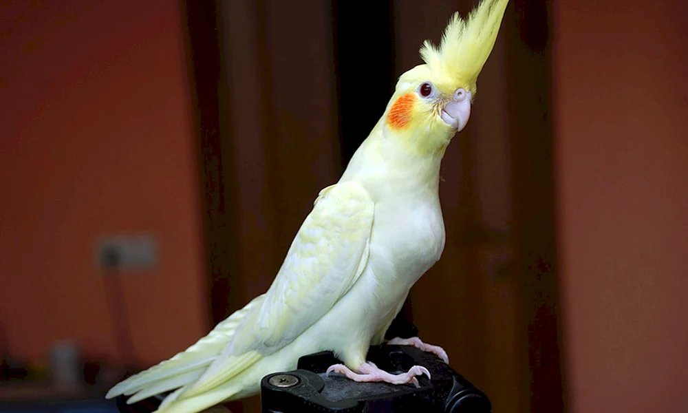 Corella