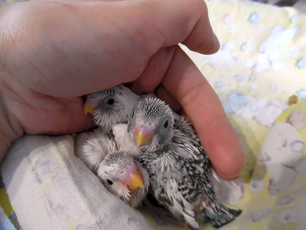 Corella Papageienküken