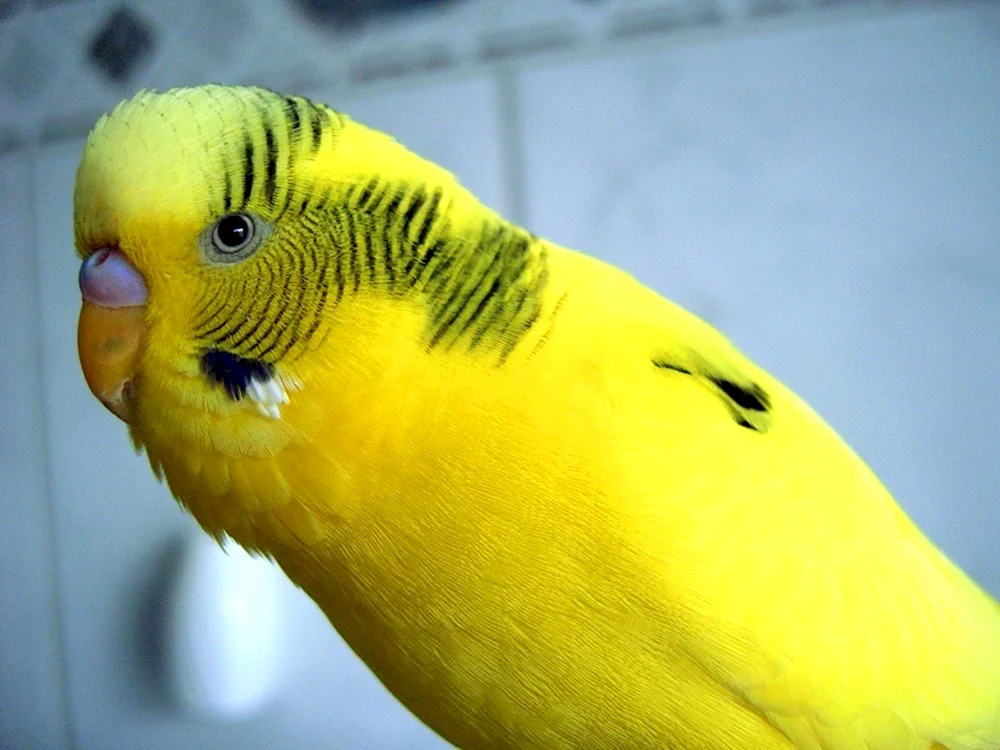Goldpapagei aratinga
