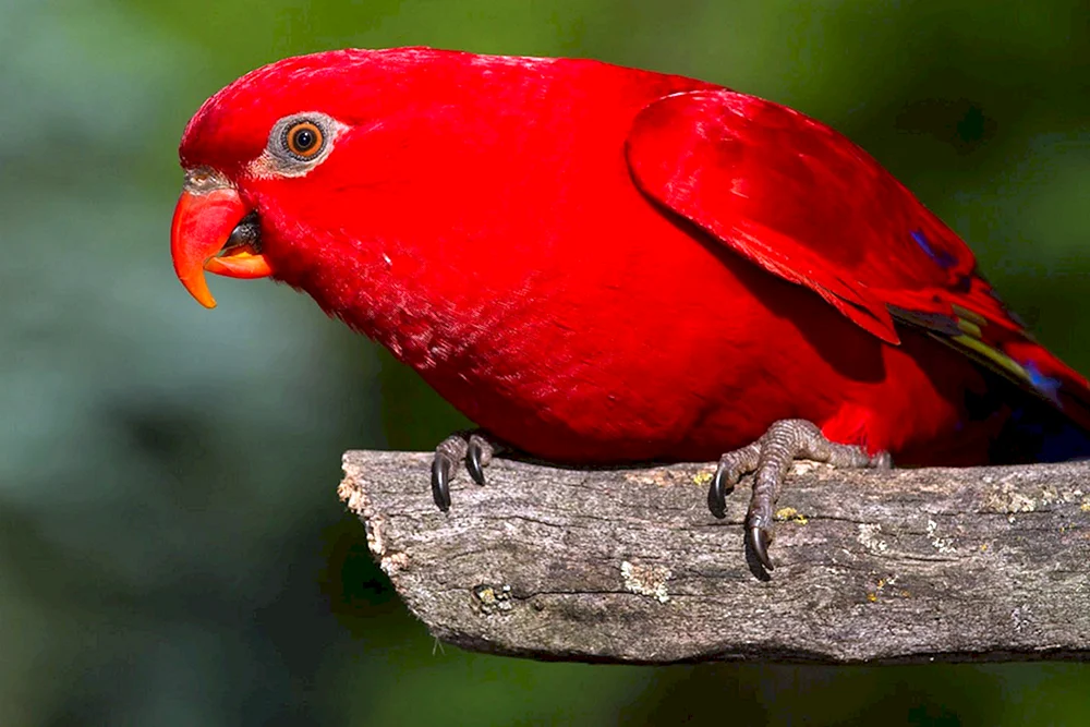 Seltene Vögel