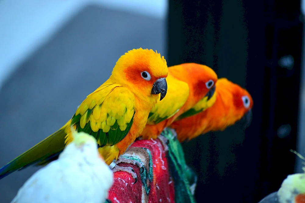 Mangopapageienrasse