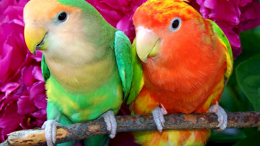 Ara-Papagei orange