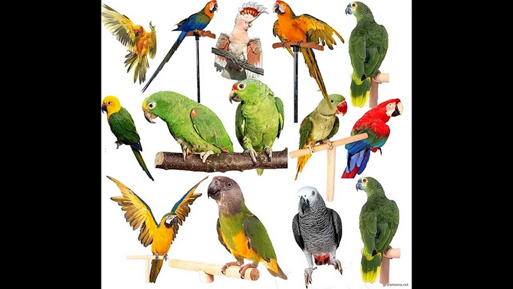 Kakadus und Jacoos