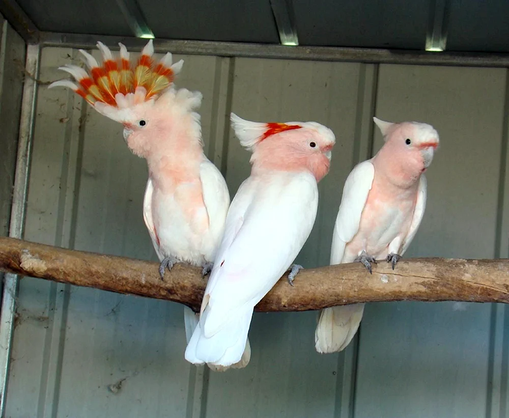 Cockatoo-Papageien