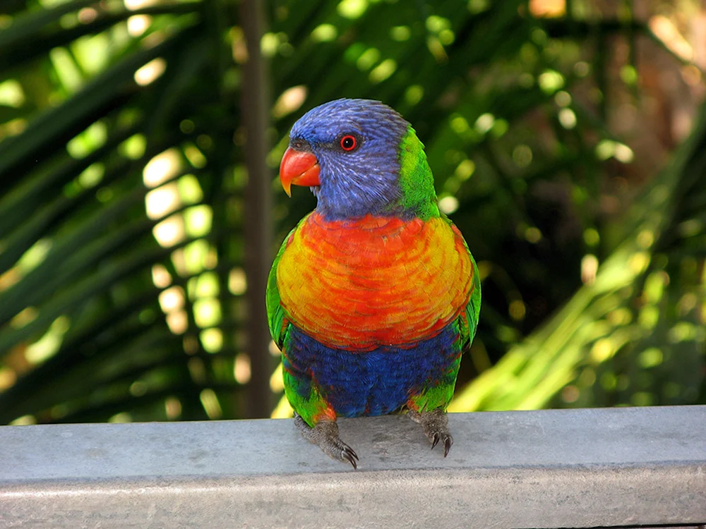 Rainbow Wellenpapageien