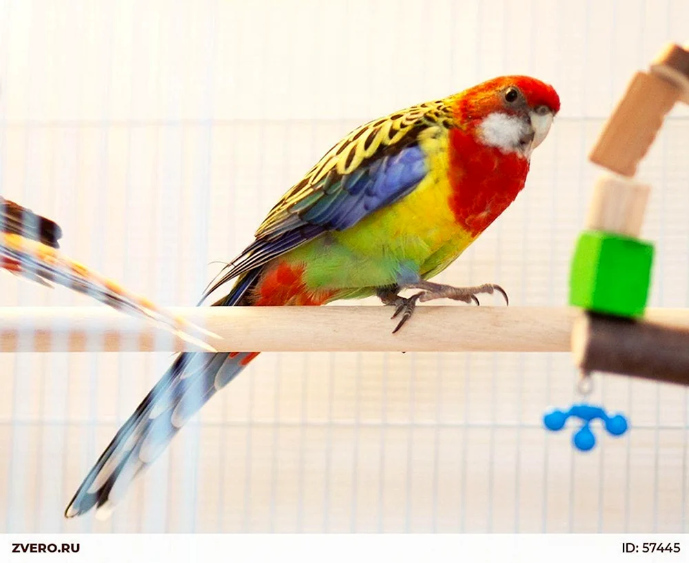 Rosella Rubinpapagei