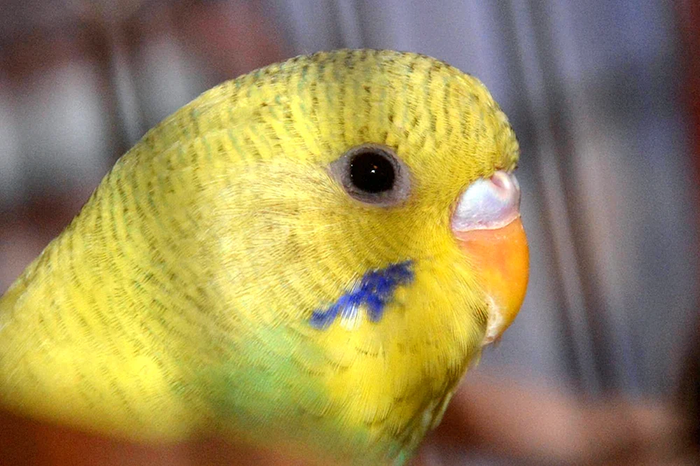Singendes Papageienfischweibchen