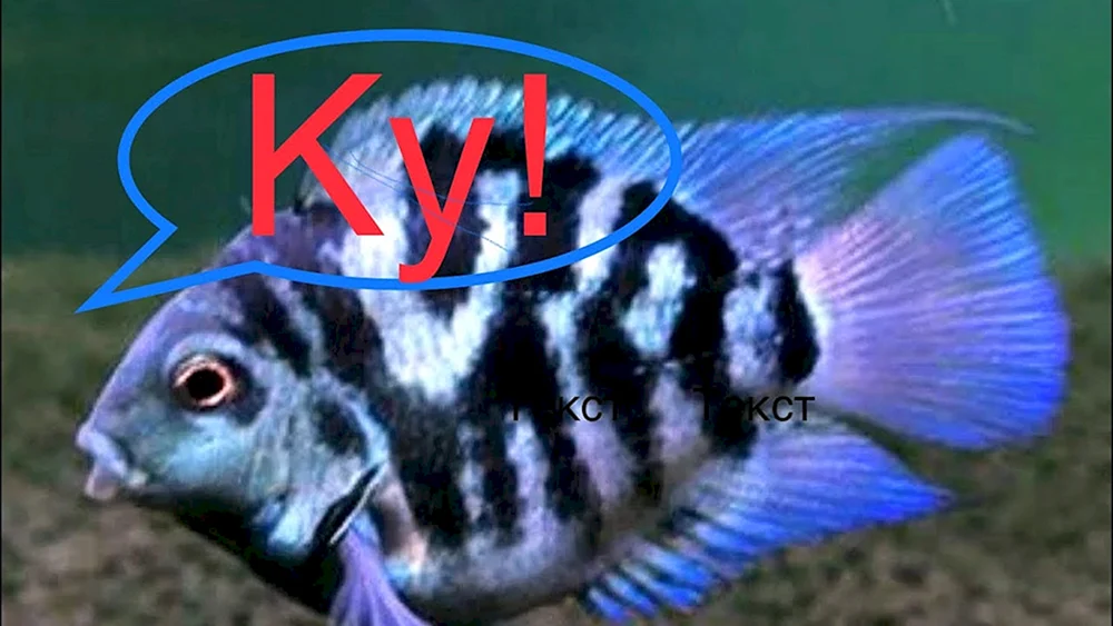 Papagei-Blautiger-Hybrid-Buntbarsch Cichlasoma nigriceps Cichlidae- Papagei