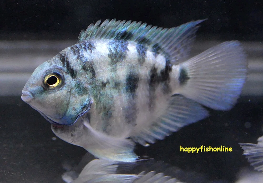 Cichlid Papagei Tri-Hybrid