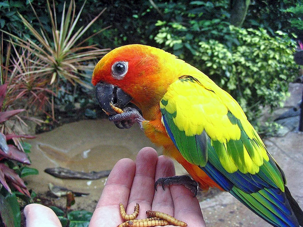 Sunny arating parrot