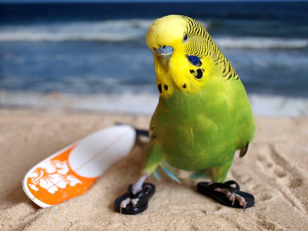 Parrot Wellig