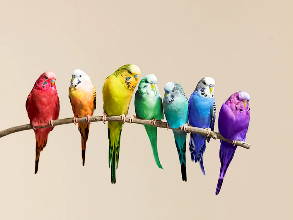 Regenbogen-Wellensittich
