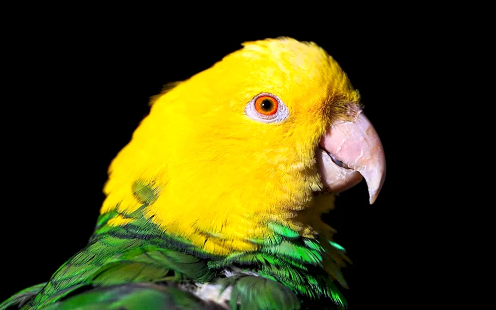 Goldener Aratinga-Papagei