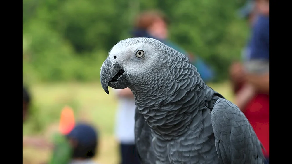 Papageien