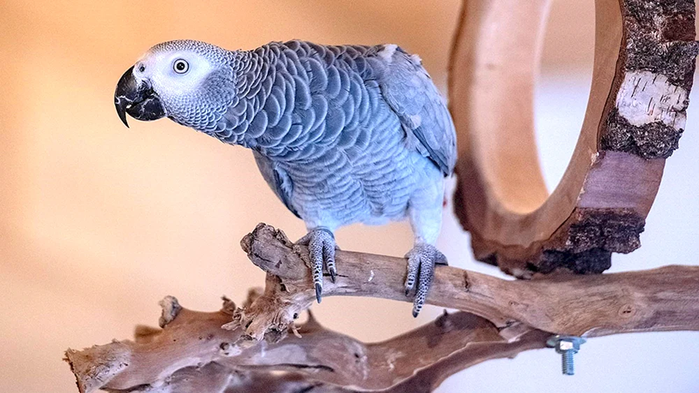 Jaco