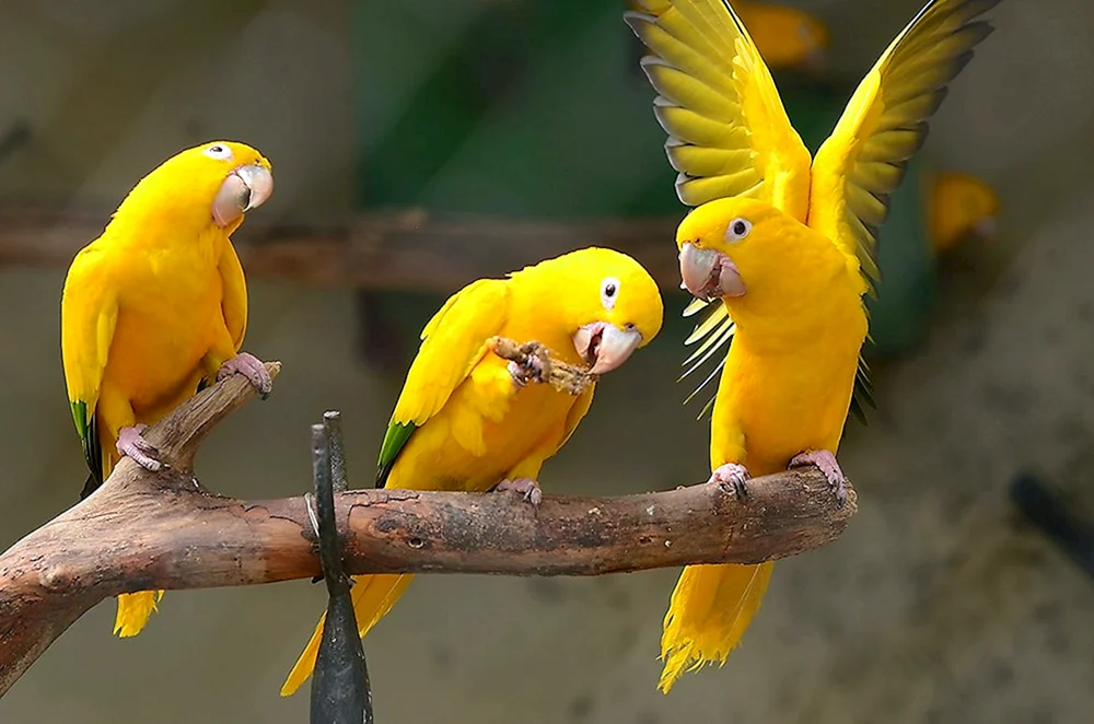 Goldener Aratinga-Papagei