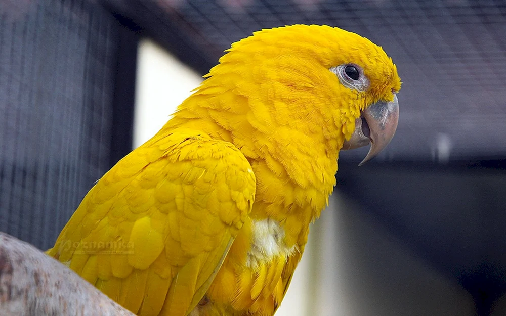 Goldener Aratinga-Papagei