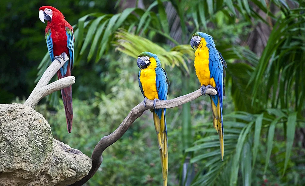 Australische Papageien