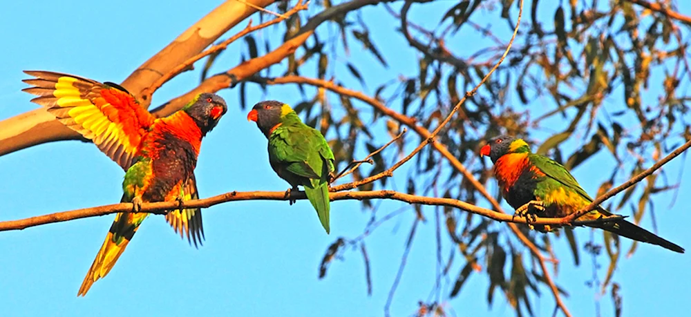 Australischer Lorikeet