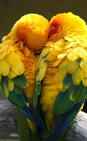 Kakadus