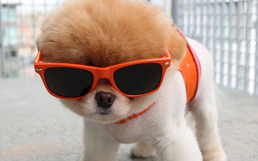 Hunde der Rasse Spitz