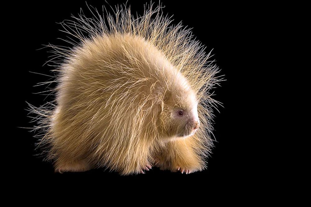 Stachelschwein-Albino