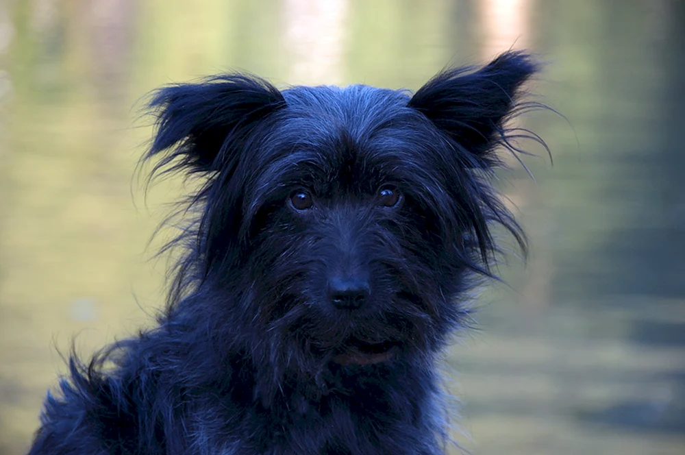 Affenpinscher