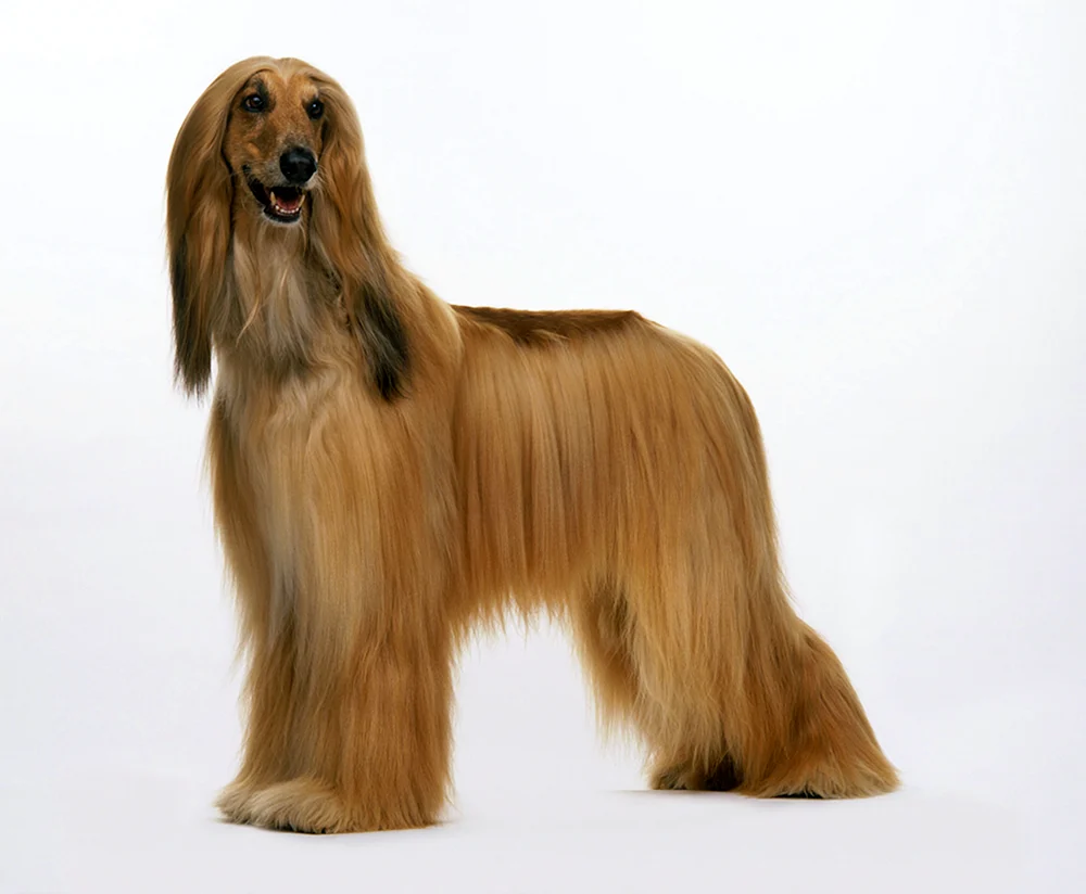 Afghanischer Windhund Langhaar