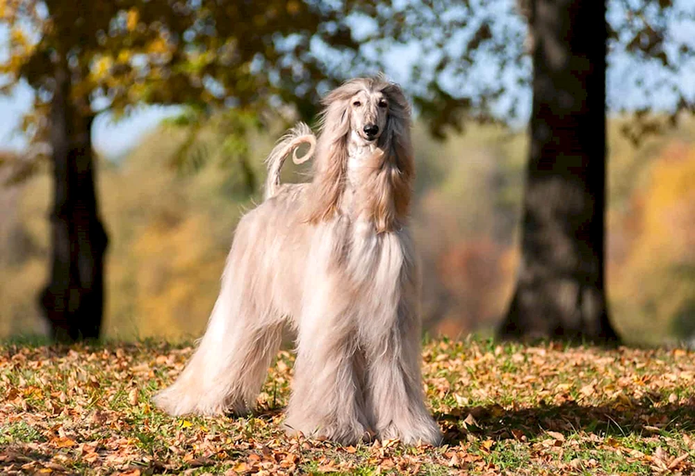 Afghanische Windhundrasse Windhund