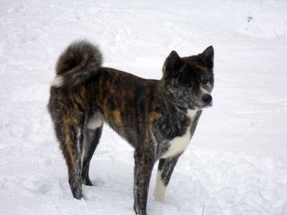 Akita Inu Tigerrasse