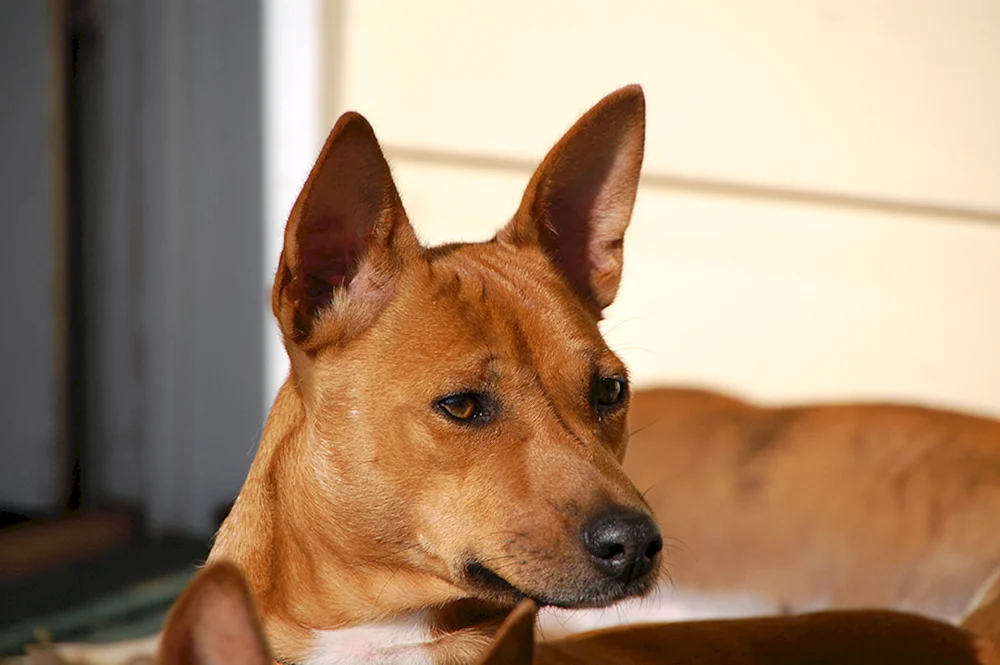 Rasse Basenji