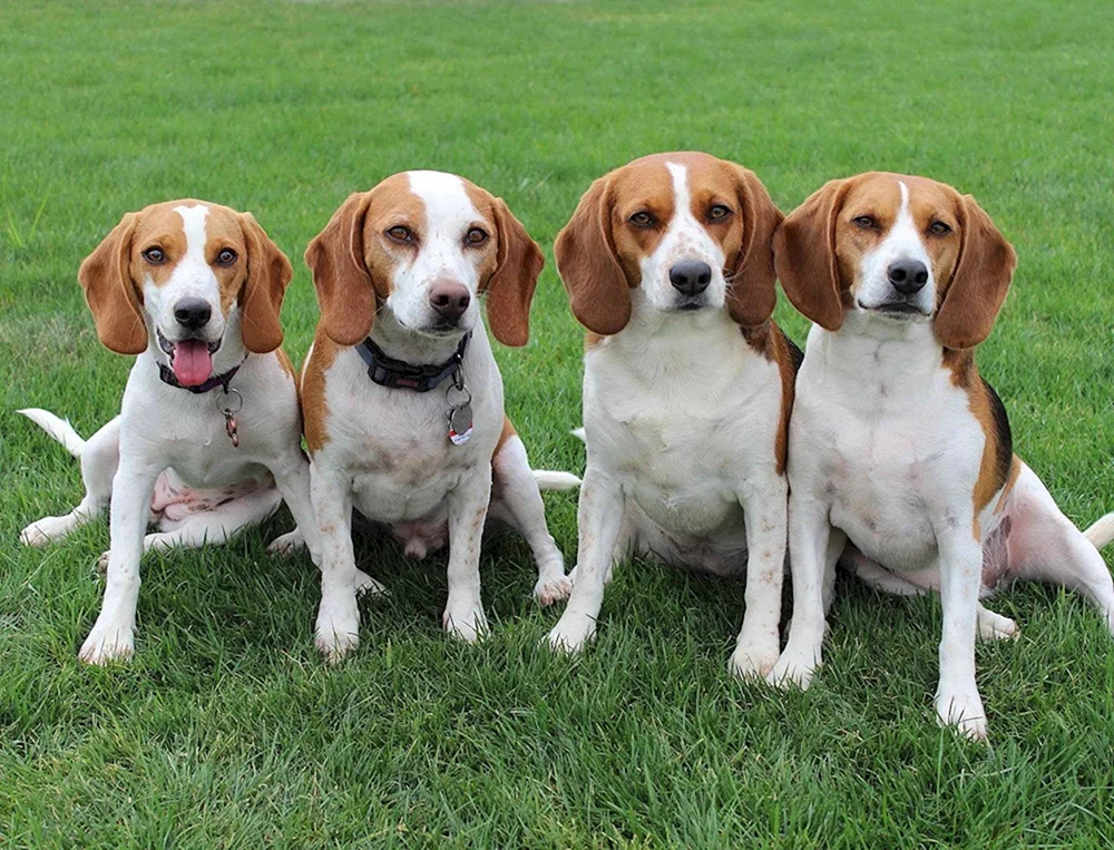 Hunderasse Beagle