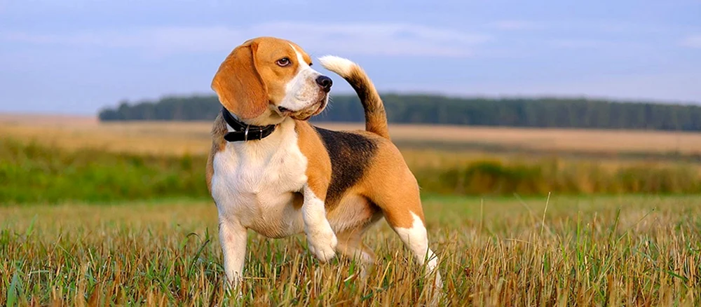 French Beagle Harrier
