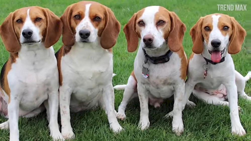 Beagle Hunderasse