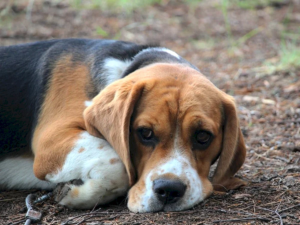 Hunderasse Beagle