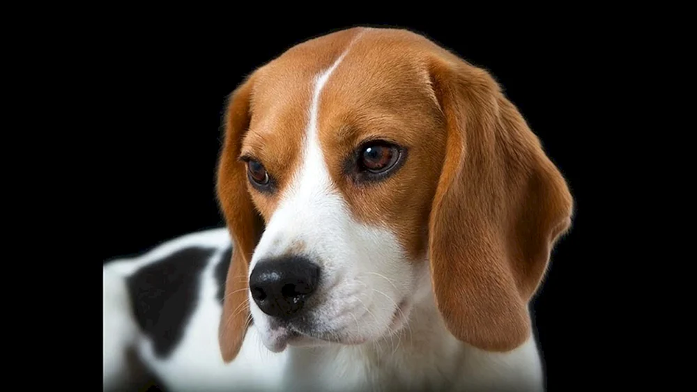Whiskered Retriever