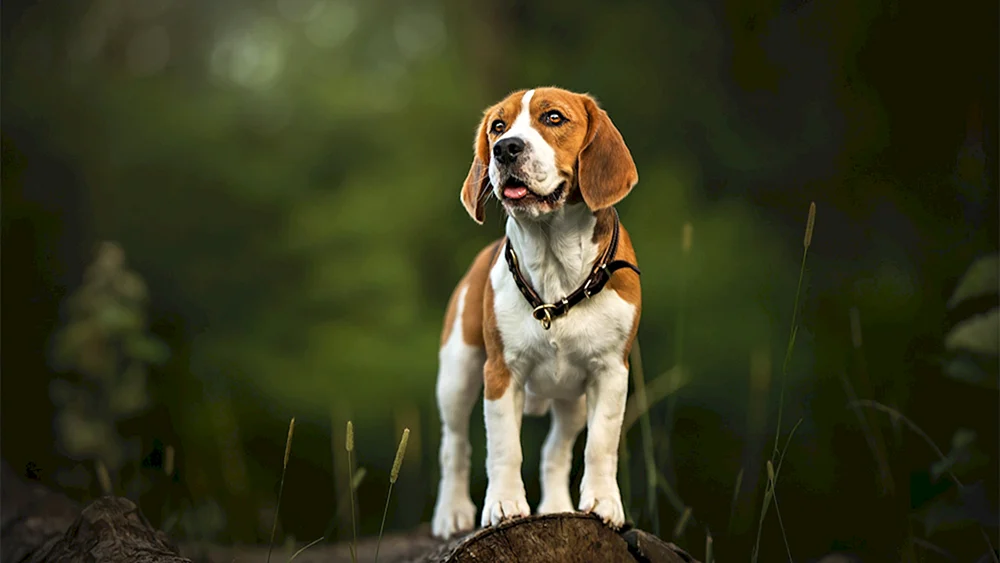 Beagle Hunderasse