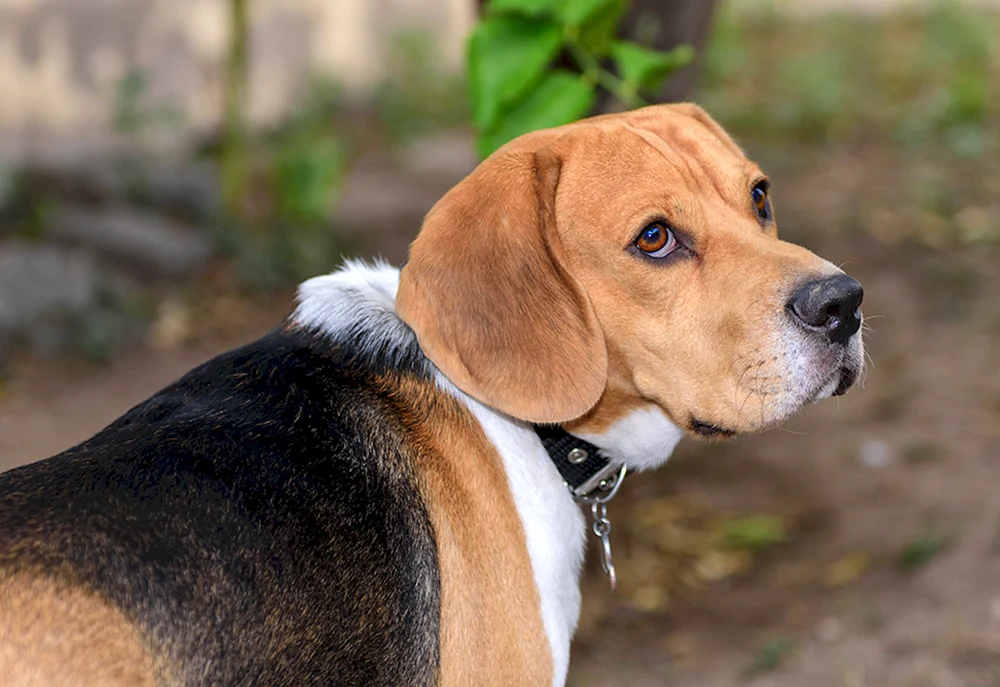 Hunderasse Beagle