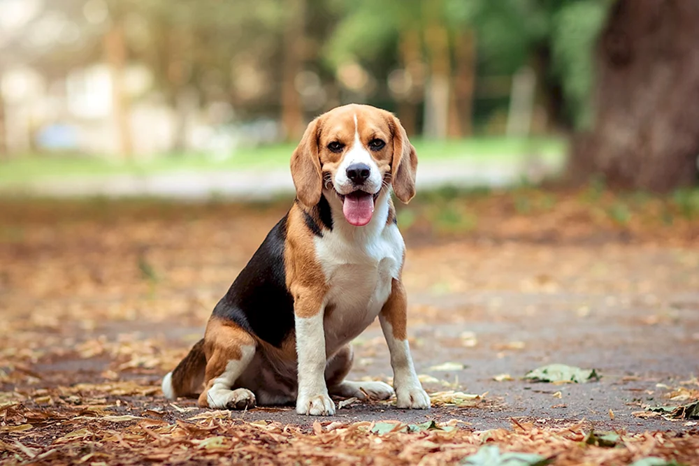 Hunderasse Beagle