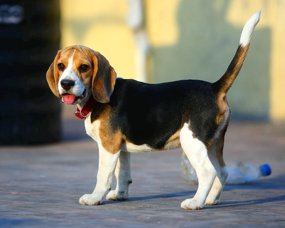 Beagle Hunderasse