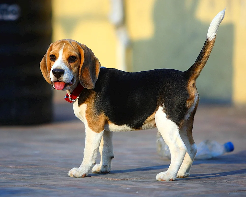 Beagle-Rasse