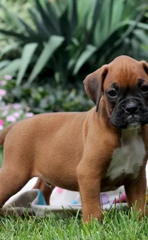 Boxer