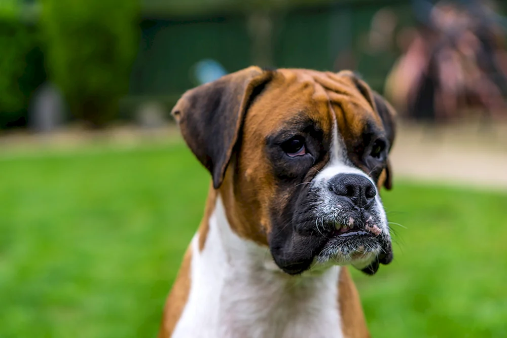Boxerhund