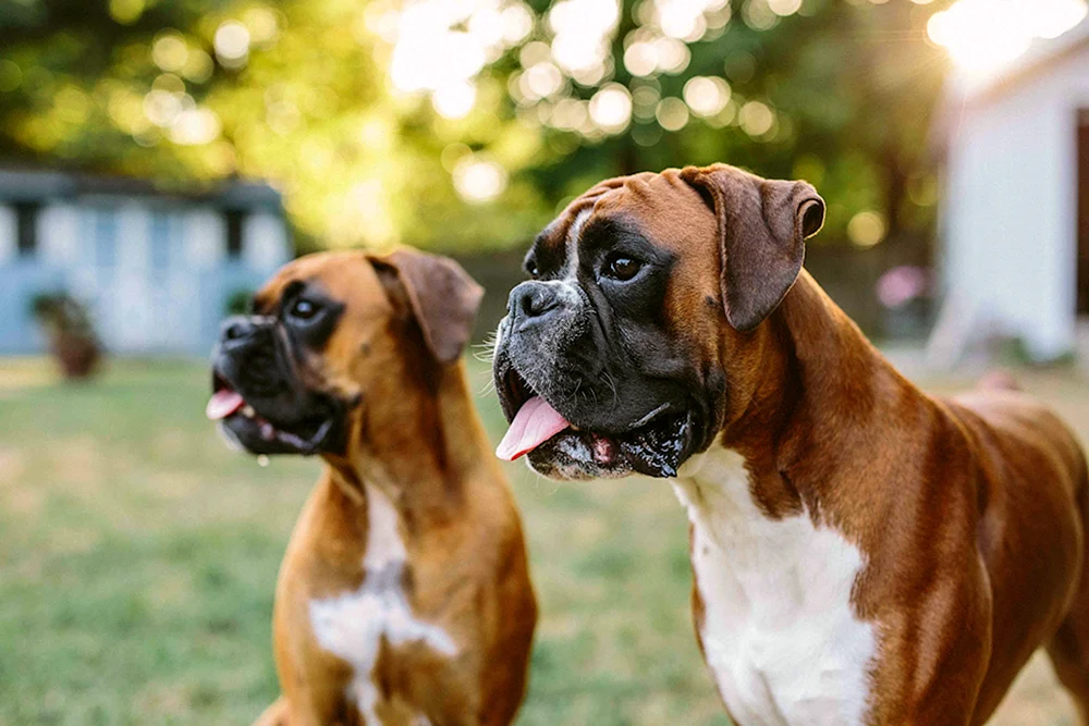 Boxerhund