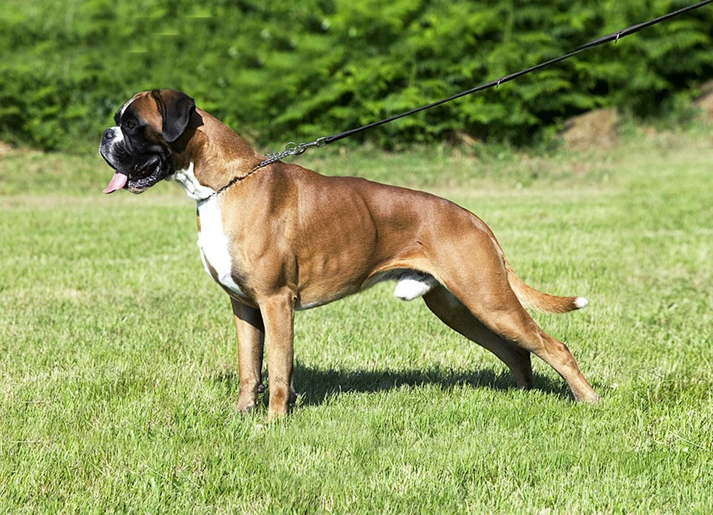 Boxerhund